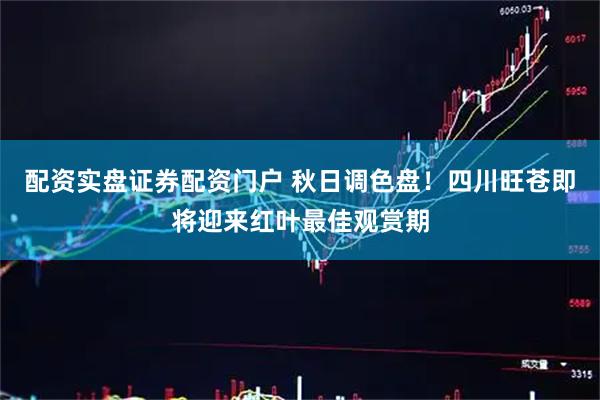 配资实盘证券配资门户 秋日调色盘！四川旺苍即将迎来红叶最佳观赏期