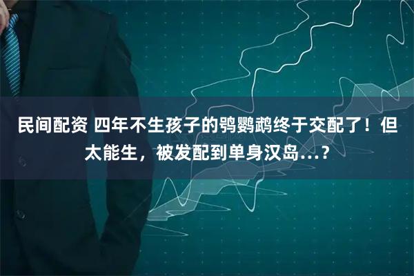 民间配资 四年不生孩子的鸮鹦鹉终于交配了！但太能生，被发配到单身汉岛…？